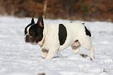 BOULEDOGUE FRANCAIS 951